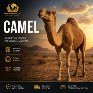 Camel